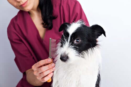 Cura del pelo nei cani: alcuni consigli
