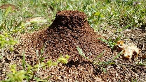 Formicaio in ambiente naturale.