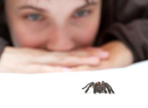 Combattere la paura dei ragni è difficile ma possibile. Ragazza guarda una piccola tarantola.
