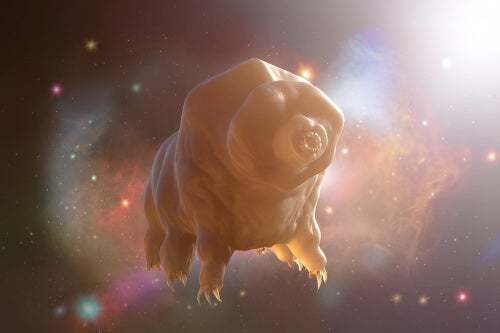 Modello 3D di un tardigrado durante la criptobiosi.