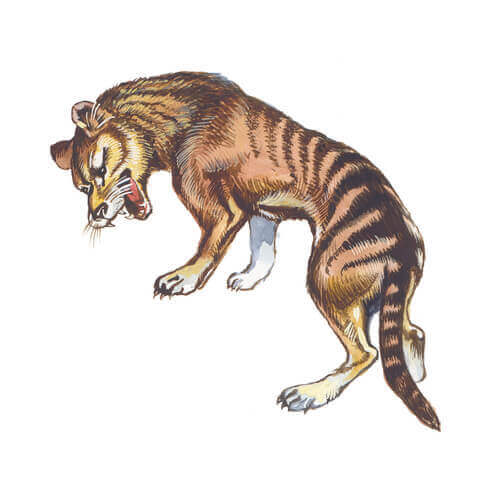 La tigre della Tasmania e la sua misteriosa estinzione