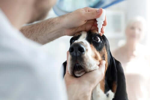 Ulcera corneale nel cane: consigli e cure