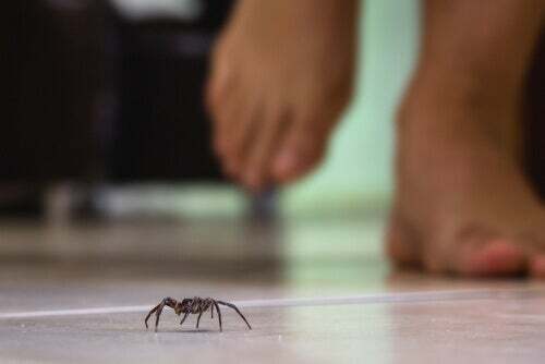 Il veleno di alcuni ragni è letale per l'uomo.
