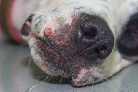 Le verruche nei cani possono comparire in zone delicate.