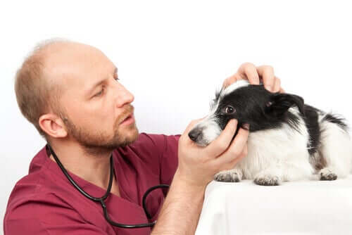 Veterinario che esamina gli occhi a un cane con ulcera corneale.