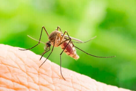 Le zanzare femmina si nutrono di sangue per poter deporre le uova.