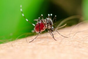 Animali ematofagi: il segreto è nel sangue