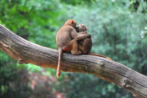 L'empatia dimostrata dalle scimmie ci dimostra che anche loro sono dotate di sentimenti.