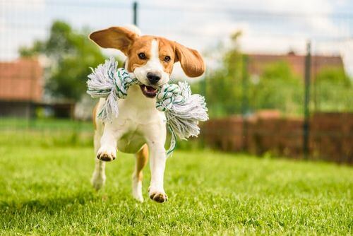 Beagle che corre con un giocattolo in bocca, razza che tende a scappare.