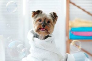 Come usare le salviette umidificate per pulire gli animali domestici