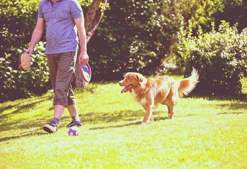 Cane cammina con il padrone.