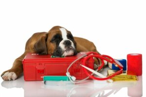 Setticemia nei cani: sintomi e trattamenti