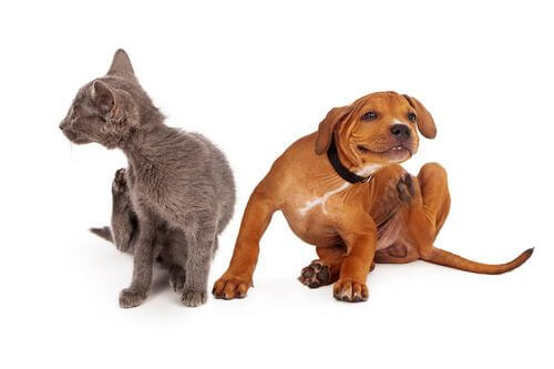 Cane e gatto con dermatite atopica.