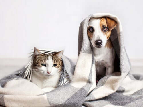 Cane e gatto malati.
