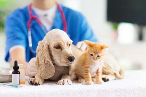 Cane e gatto dal veterinario.