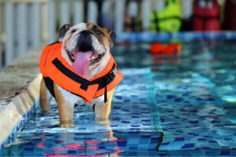 Una piscina per cani è il modo migliore per aiutare i nostri animali a difendersi dal caldo.