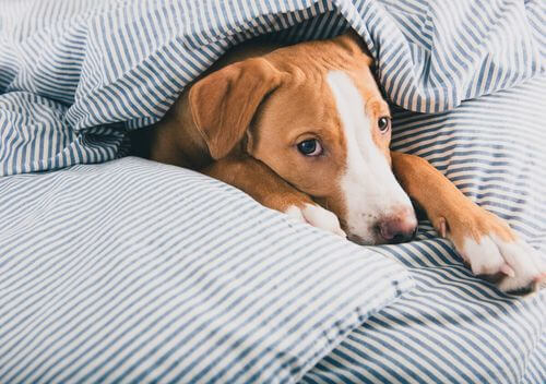 Cane con cimurro sotto una coperta.