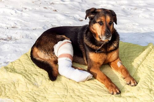 Cura di un animale domestico dopo un intervento chirurgico