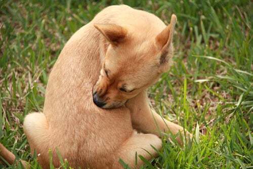 Cane che ha prurito.