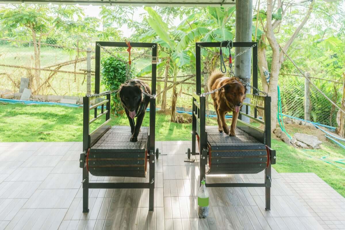 Cani sul tapis roulant.