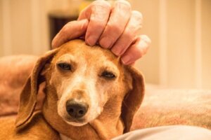 Premi Benessere Animale: un’ottima iniziativa imprenditoriale