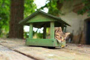Costruire una casa per gatti in 4 mosse
