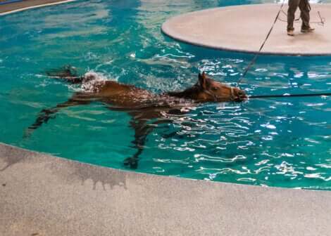 Le piscine adattate per la fisioterapia dei grandi animali è un'ottima risorsa per il trattamento della tendinite nei cavalli da corsa.