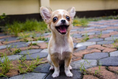 Chihuahua che sorride, ë tra le razze di cani che tendono a scappare.