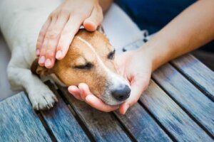 Cimurro: cos'è e come trattarlo nel cane e nel gatto?