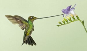 Colibrì becco a spada: lo svantaggio della specializzazione estrema