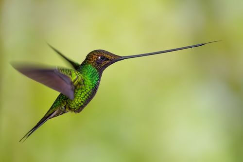 Colibrì becco a spada che sta volando.