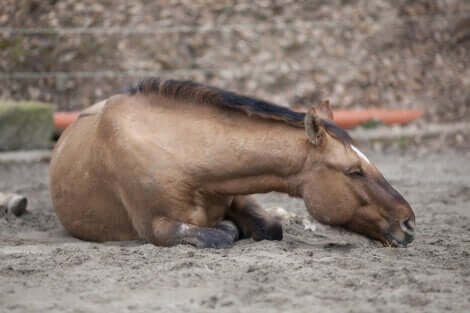 Cavallo a terra soffre a causa delle coliche.