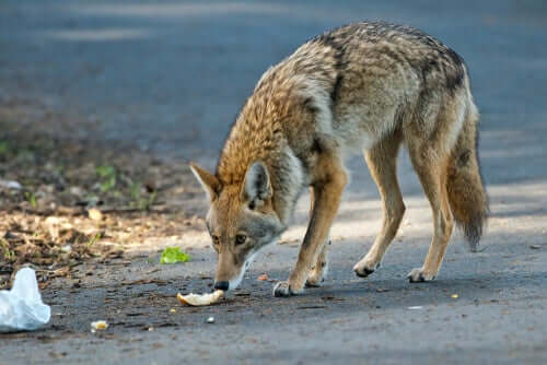 Coyote che mangia il cibo.