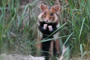 Il criceto comune: un mammifero in grave pericolo
