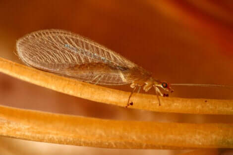 La crisopa è uno dei più importanti insetti controllori di parassiti.