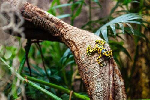 Dendrobates leucomelas.