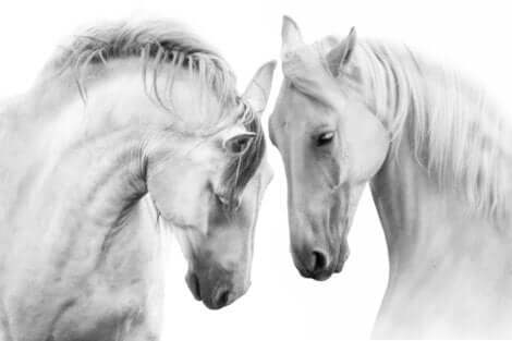 Due cavalli bianchi di profilo con le teste vicine.