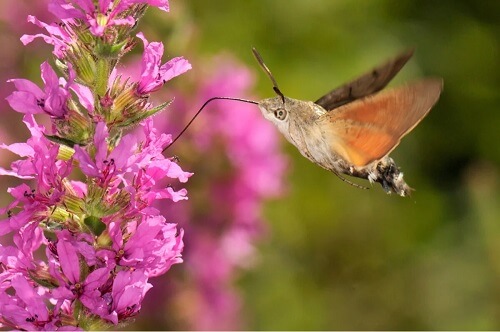 La farfalla colibrì.
