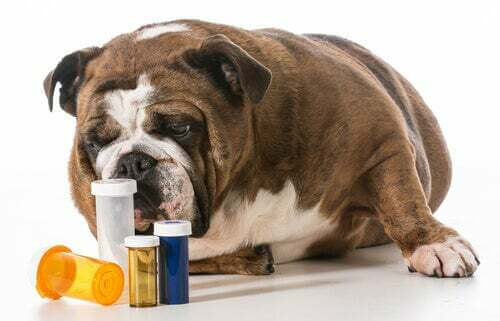 Flaconi di farmaci vicino ad un cane.
