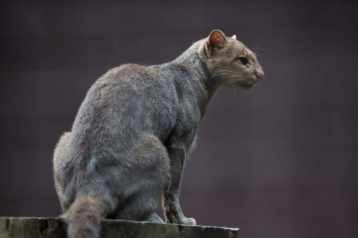 Felino americano.