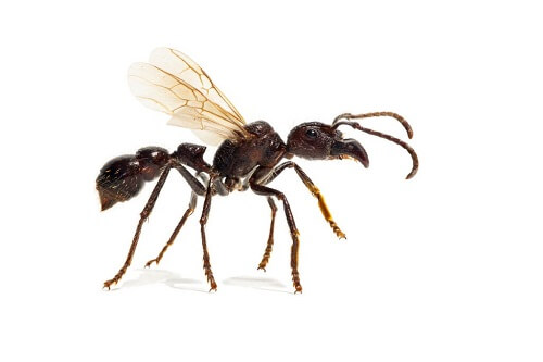 La formica proiettile: quanto è pericolosa?