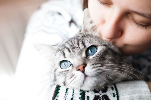 Gatto che riceve attenzioni e affetto.