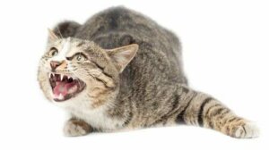 I gatti possono soffrire di ansia? La risposta è sì