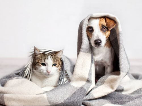 Gatto e cane con coperta.