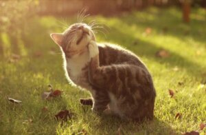 Dermatite atopica in cani e gatti: sintomi e cura