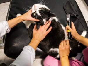 La terapia laser per gli animali domestici