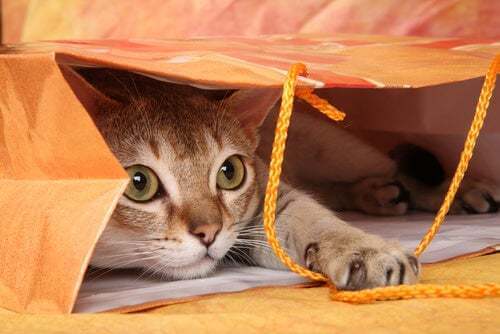 Gatto nascosto dentro un sacchetto.