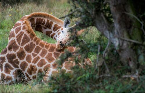 Giraffa che dorme col collo ricurvo.
