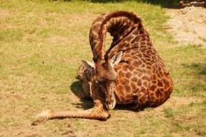 Perché le giraffe dormono poco e in piedi?