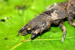 Coridalidi, insetti inoffensivi ma dall'aspetto minaccioso